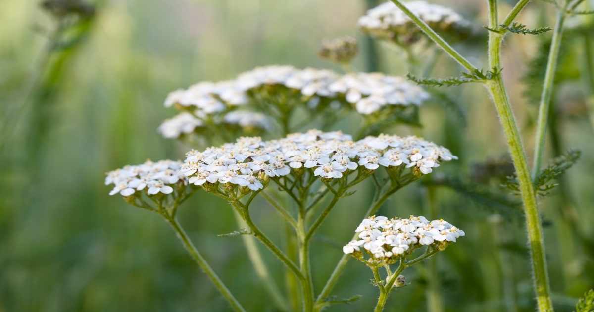 Can Yarrow help with irritable bowel syndrome?