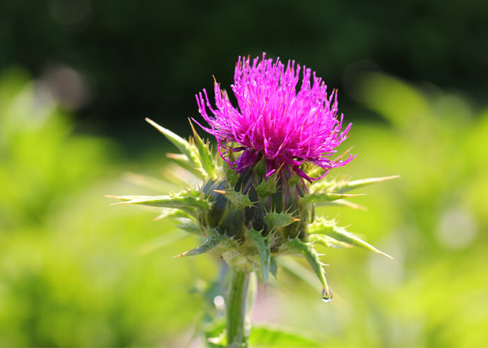 Is milk thistle good for the liver?