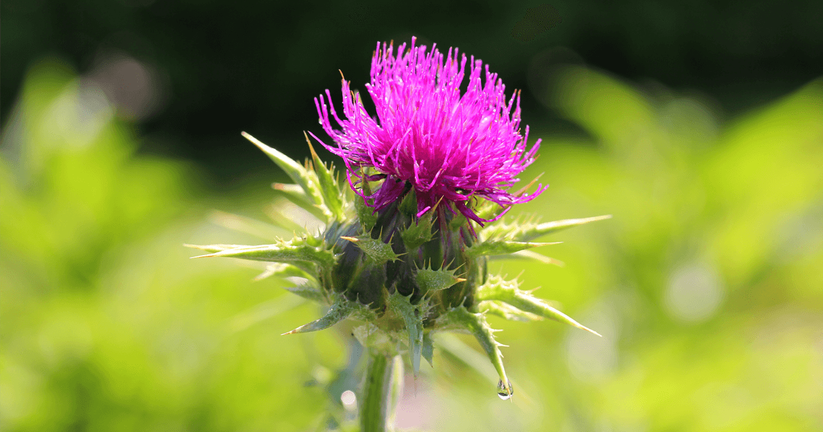 Is Milk Thistle Good For A Fatty Liver