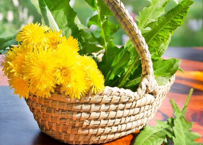 Can Dandelion boost the immune system?