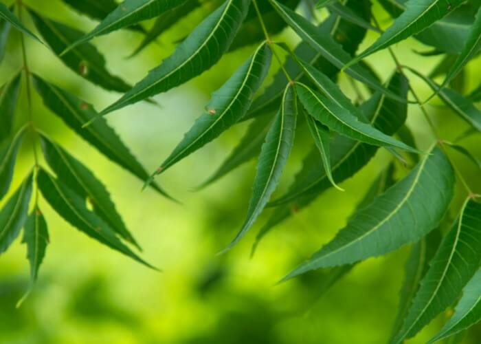 Neem leaf for dry skin and very dry skin