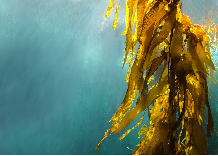 What are the health benefits of Kelp for women?
