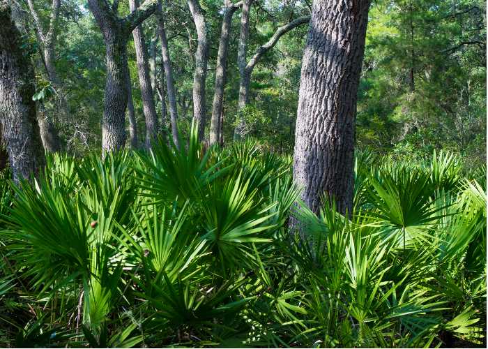 The role of Saw Palmetto in BPH