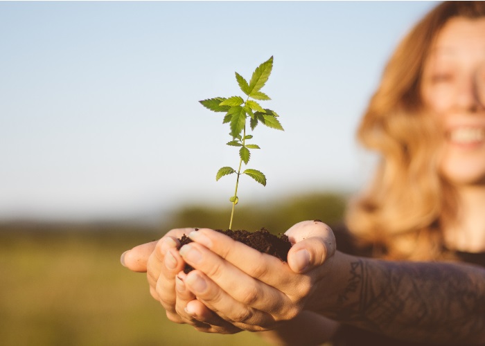 Agnus castus – the ‘female herb’ explained