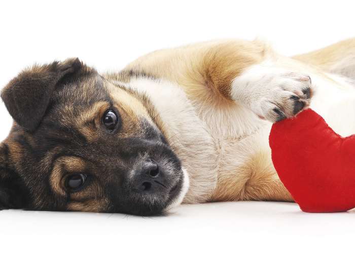 Cuddle your cat or dote on your dog - Why our furry friends are so good for our feelings