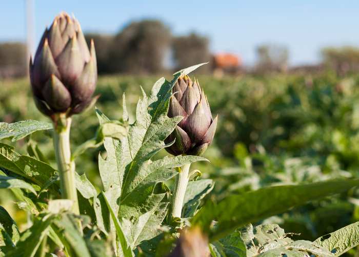 Can artichokes support healthy cholesterol levels?