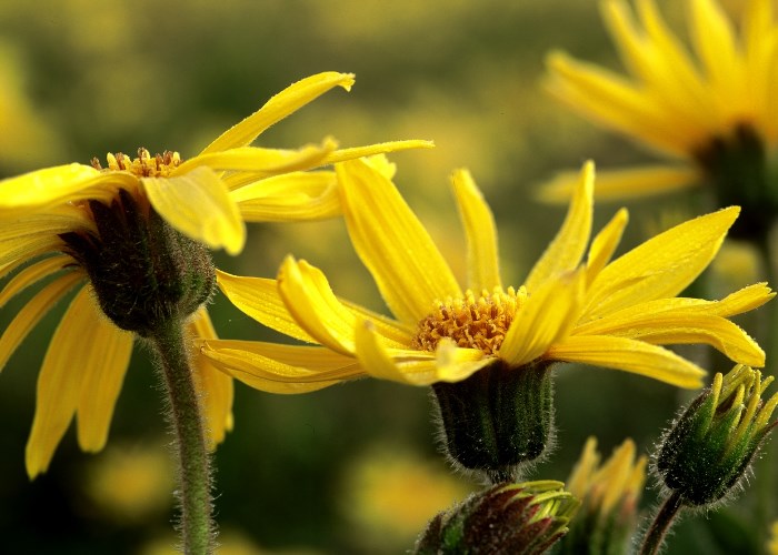 Does Arnica actually work?