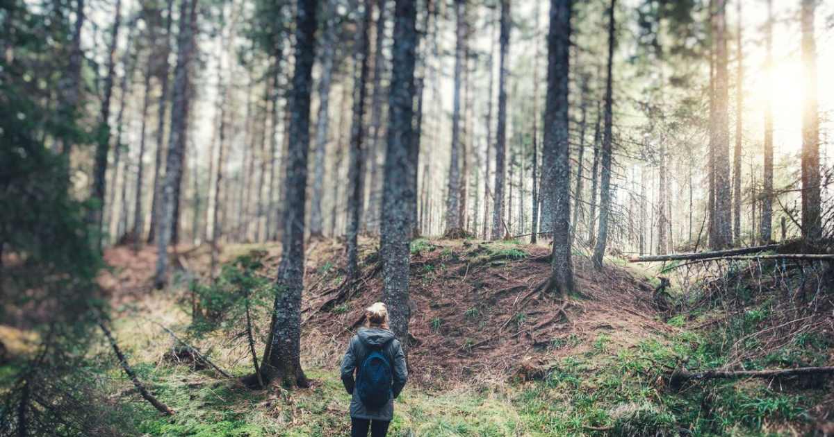 Forest Bathing: How Nature Makes Us Happier