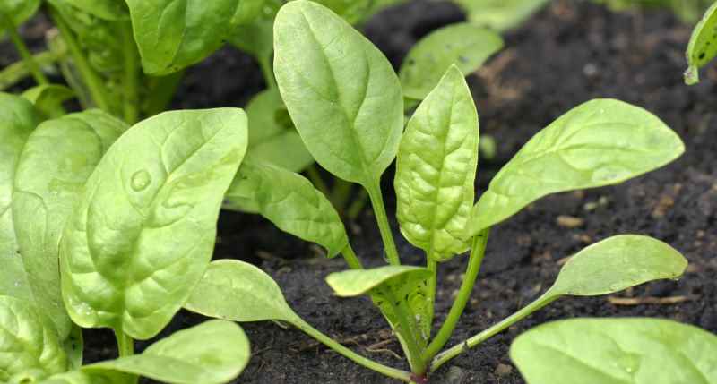 How to grow Spinach