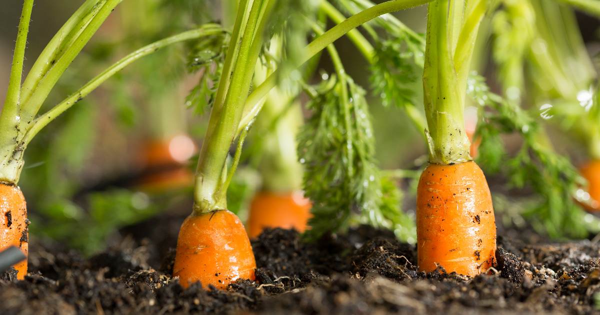 How to grow carrots