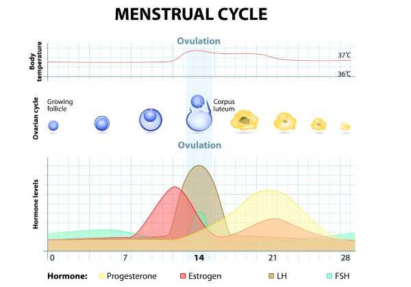 The most fertile time in the menstrual cycle