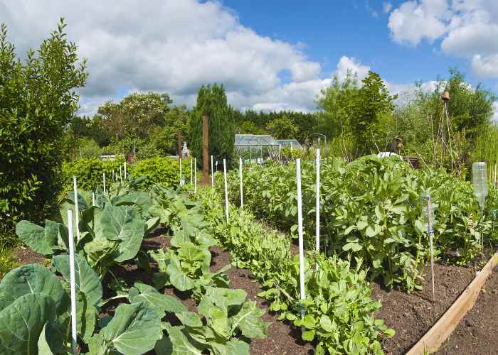 What vegetables should you be growing in autumn?