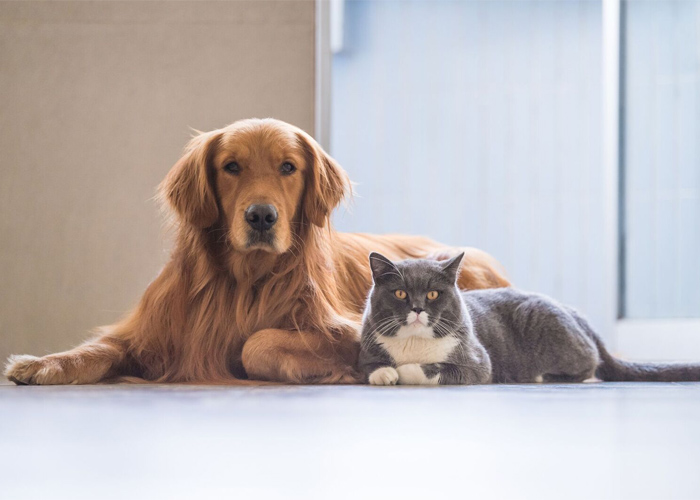 Are cat allergies worse than dog allergies?