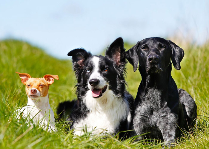 What’s the best breed of dog for allergy sufferers?