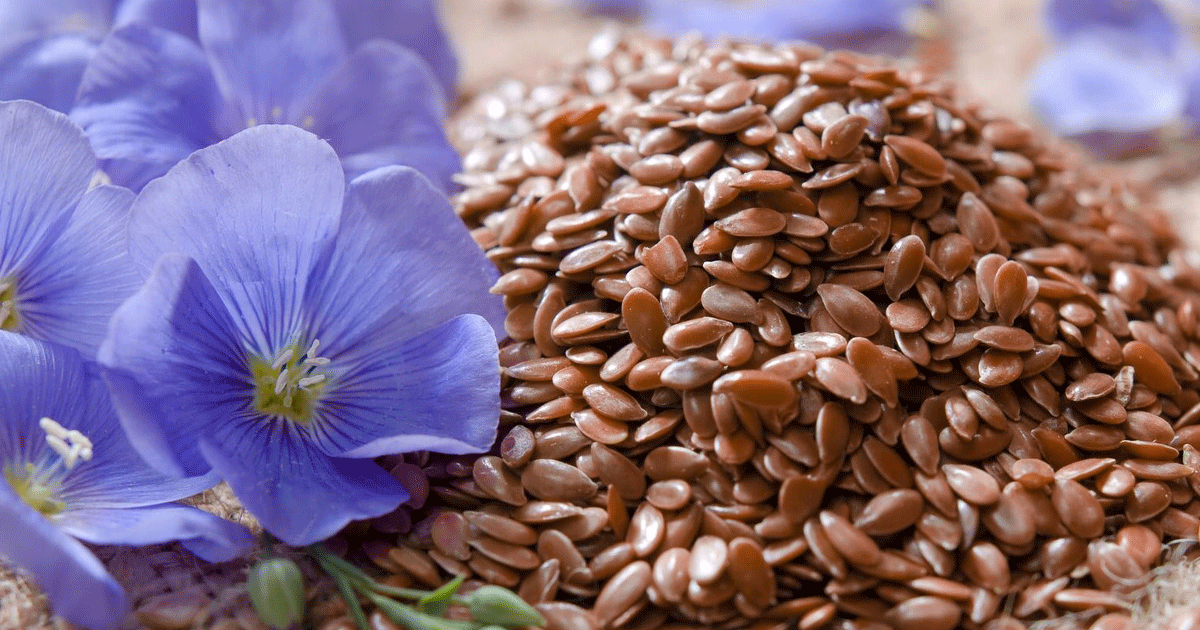 What is Flaxseed (Linseed)? – My Favourite Pastime