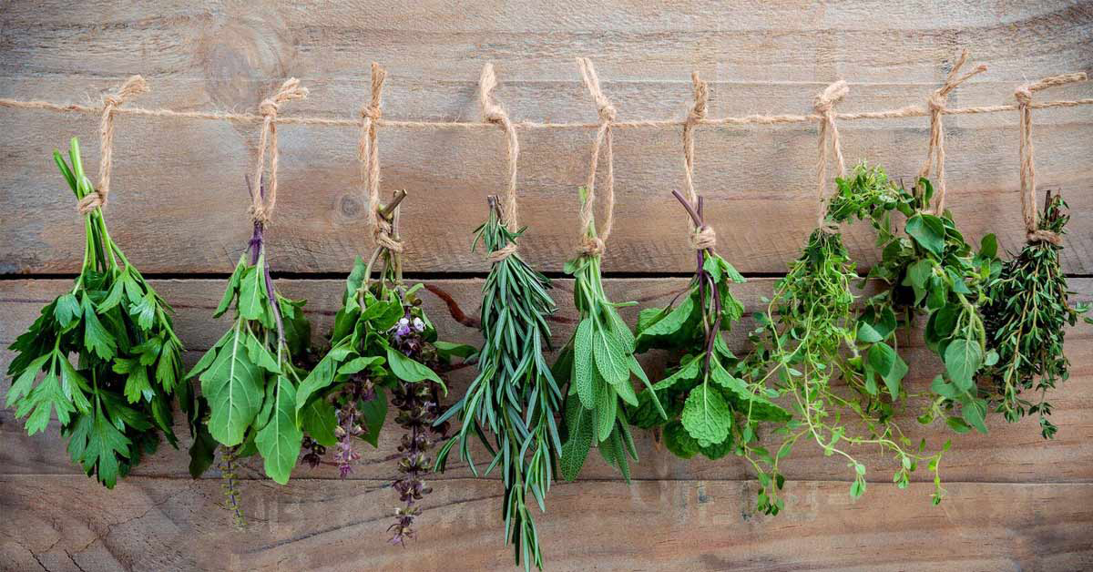 Herbs to ease a troublesome cough