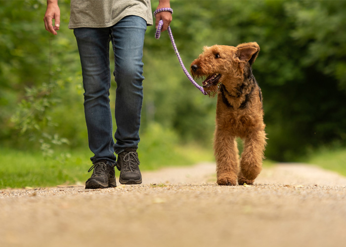 How do I get rid of varicose veins on my legs?