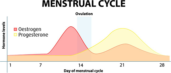 Short Period Cycle for One Or Two Days: What Does It Mean & Is It Normal?