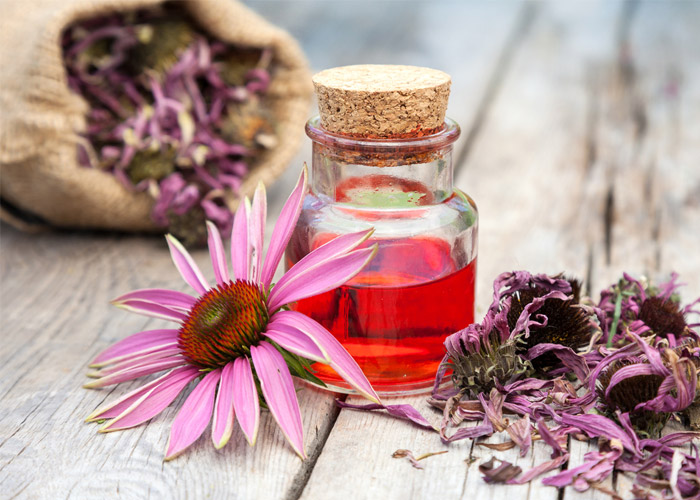 Echinacea – finding the right product for you