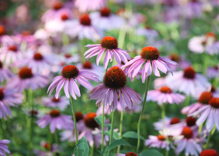 Fight colds and flu with Echinacea 