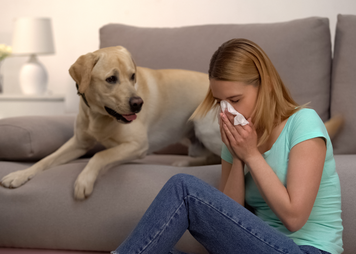 Are male dogs to blame for your allergies?