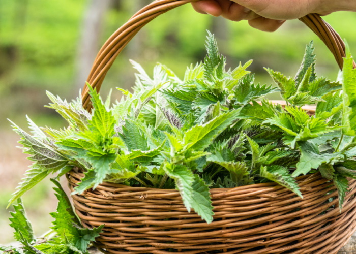 What are the benefits of stinging nettle?