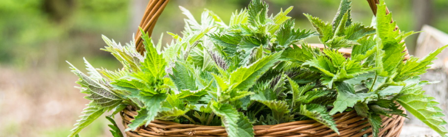 Stinging Nettle: 5 Benefits, Dosage, & Safety