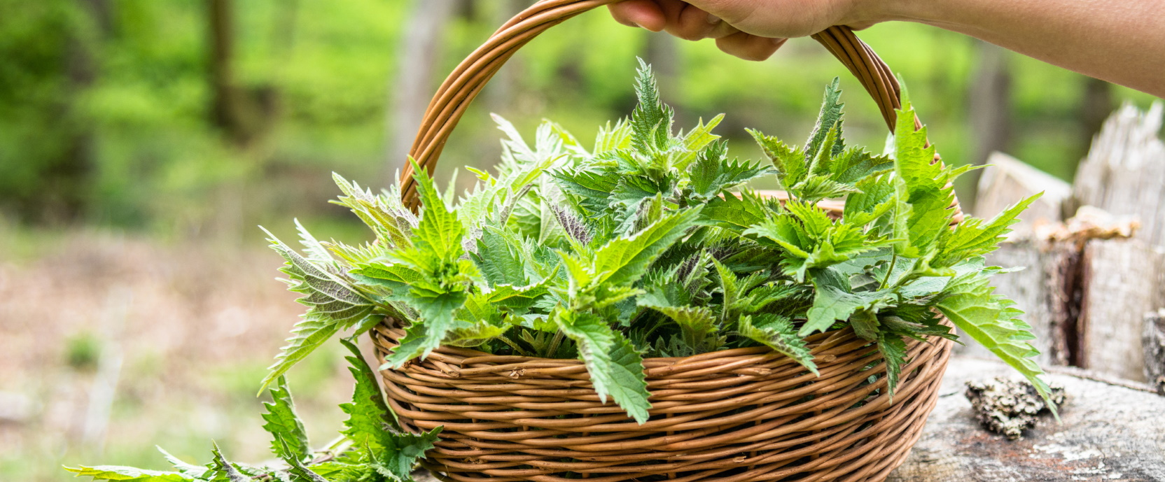 Stinging Nettle: 5 Benefits, Dosage, & Safety