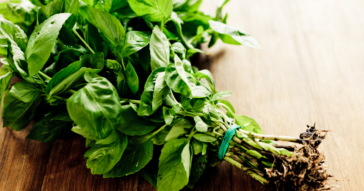 What is the herb basil good for