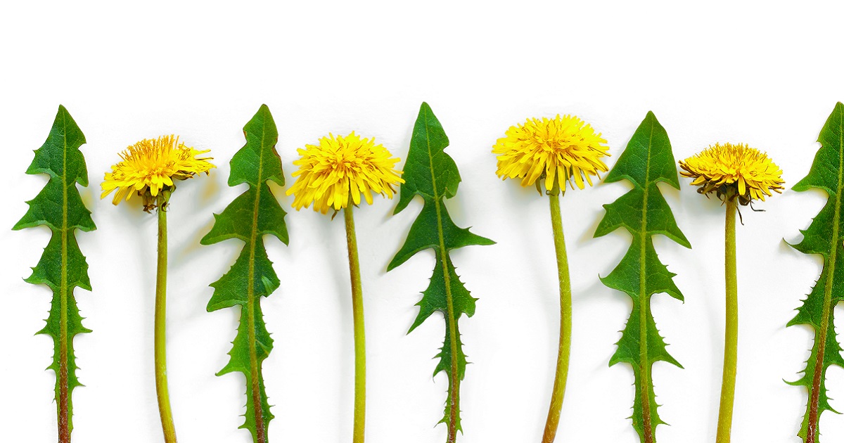 is-dandelion-good-for-digestion