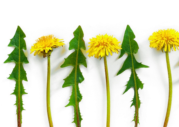 Is dandelion good for digestion?