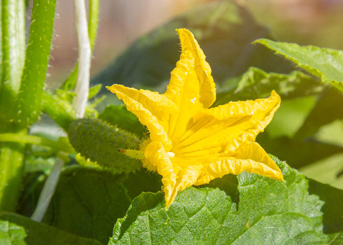 Is luffa good for hayfever symptoms?