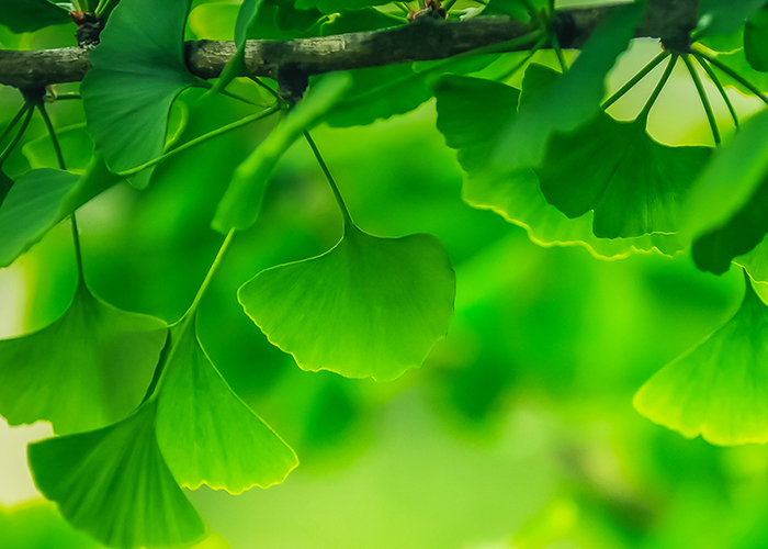 Is Ginkgo good for brain health and ageing?