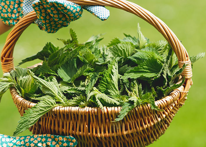 Can Stinging Nettle help ease itchy skin