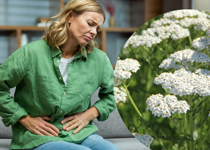 Yarrow for digestive symptoms in perimenopause and menopause