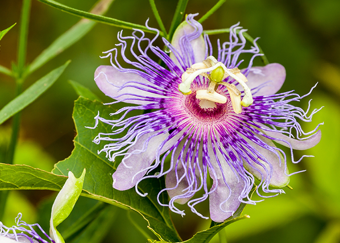 What does Passionflower (Passiflora) do to hormones?