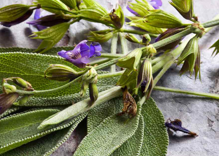 Does sage help with menopause?